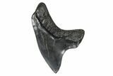 Rare,  Giant Thresher Shark (Alopias) Tooth - South Carolina #375808-1